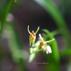 Stichorkis disticha Orchidaceae  Indigène La Réunion 908.jpeg